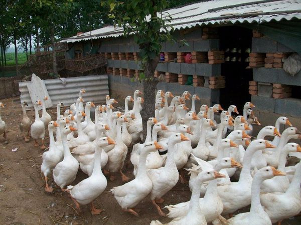 肉鹅养殖技术_湖南都市晚间报道养鹅_肉鹅场地建设