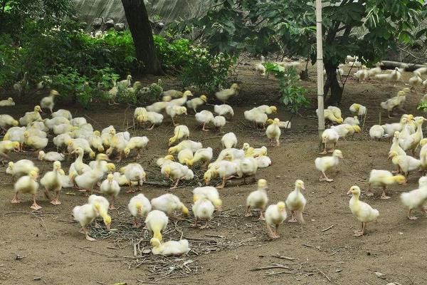 湖南都市晚间报道养鹅_肉鹅养殖技术_肉鹅场地建设