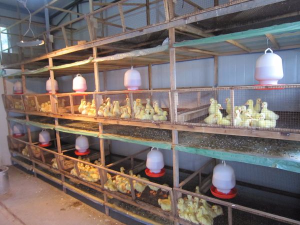 肉鹅养殖技术_肉鹅场地建设_湖南都市晚间报道养鹅