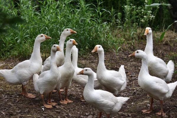湖南都市晚间报道养鹅_肉鹅养殖技术_肉鹅场地建设