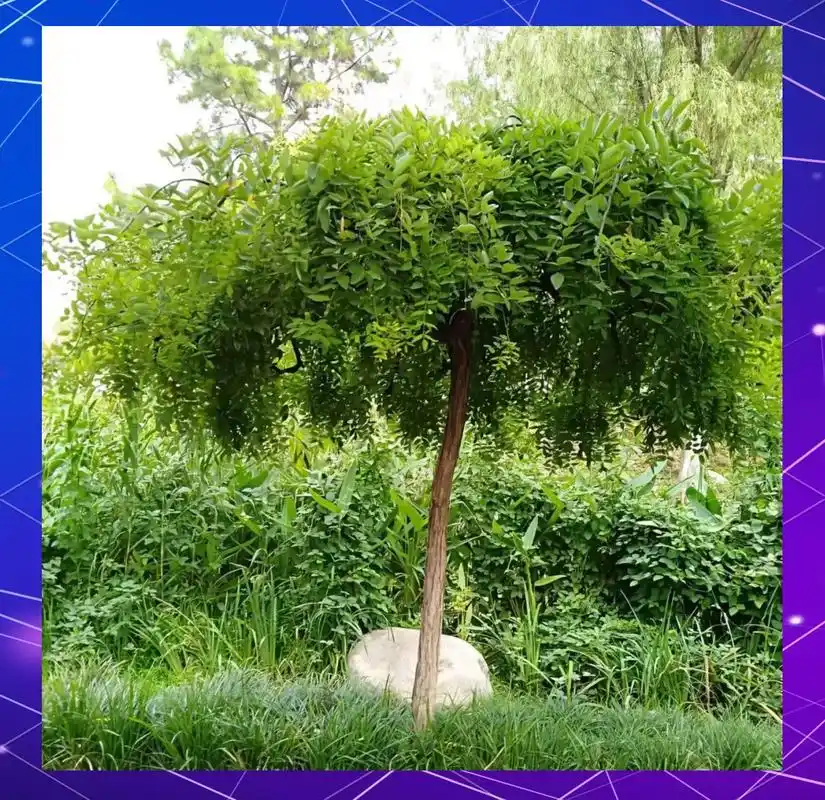 国槐栽培嫁接品种_国槐形态特征_香花槐栽植技术