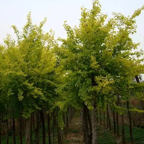 国槐栽培嫁接品种_香花槐栽植技术_国槐形态特征