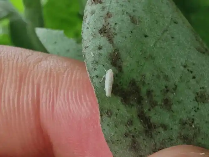 国槐形态特征_国槐栽培嫁接品种_香花槐栽植技术