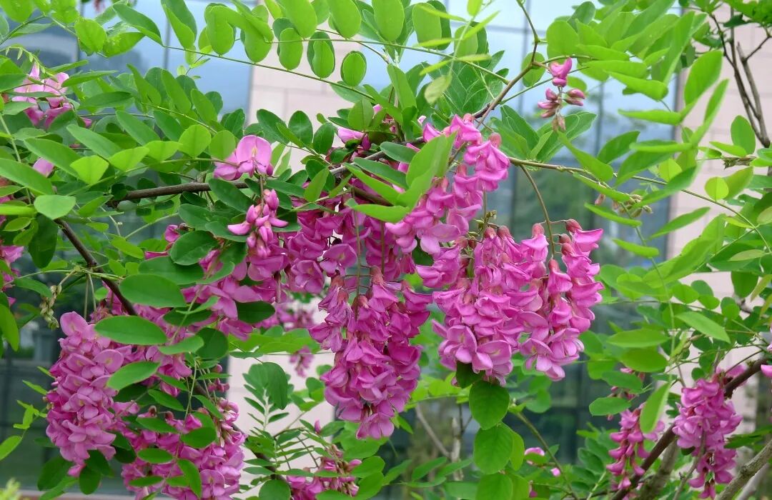 香花槐栽植技术_三明市城市园林绿化管理条例 龙爪槐 香花槐