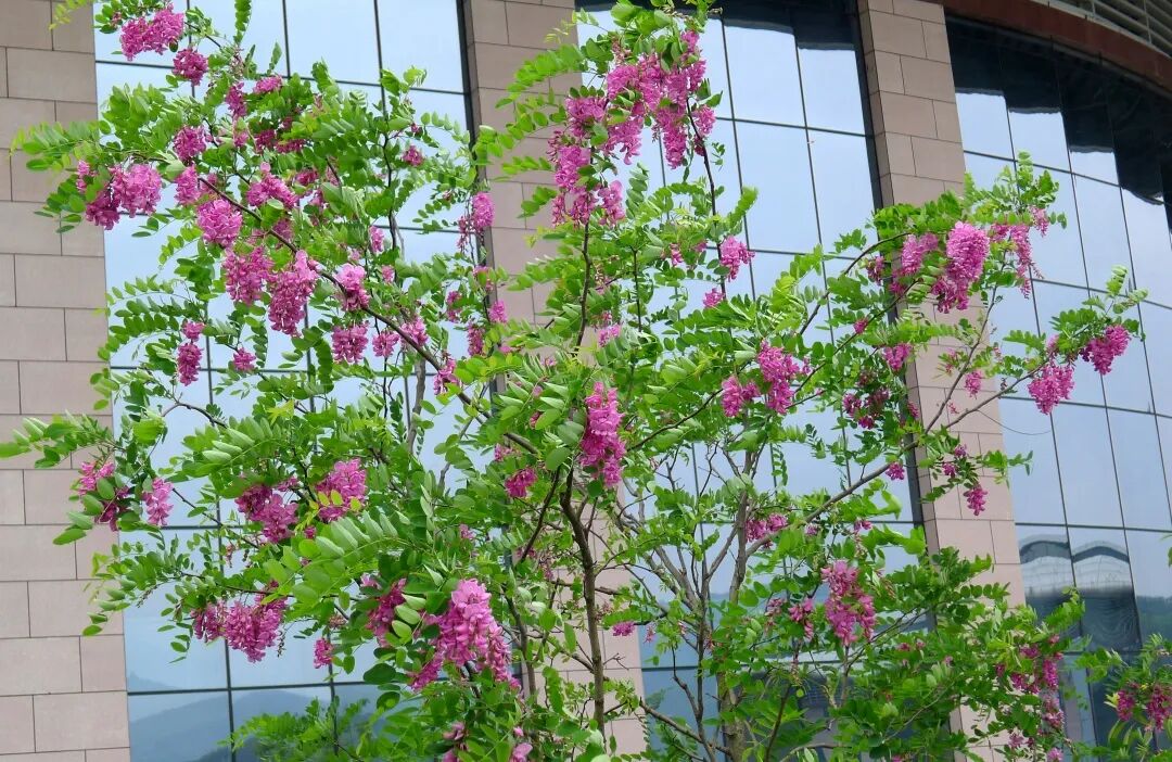 三明市城市园林绿化管理条例 龙爪槐 香花槐_香花槐栽植技术