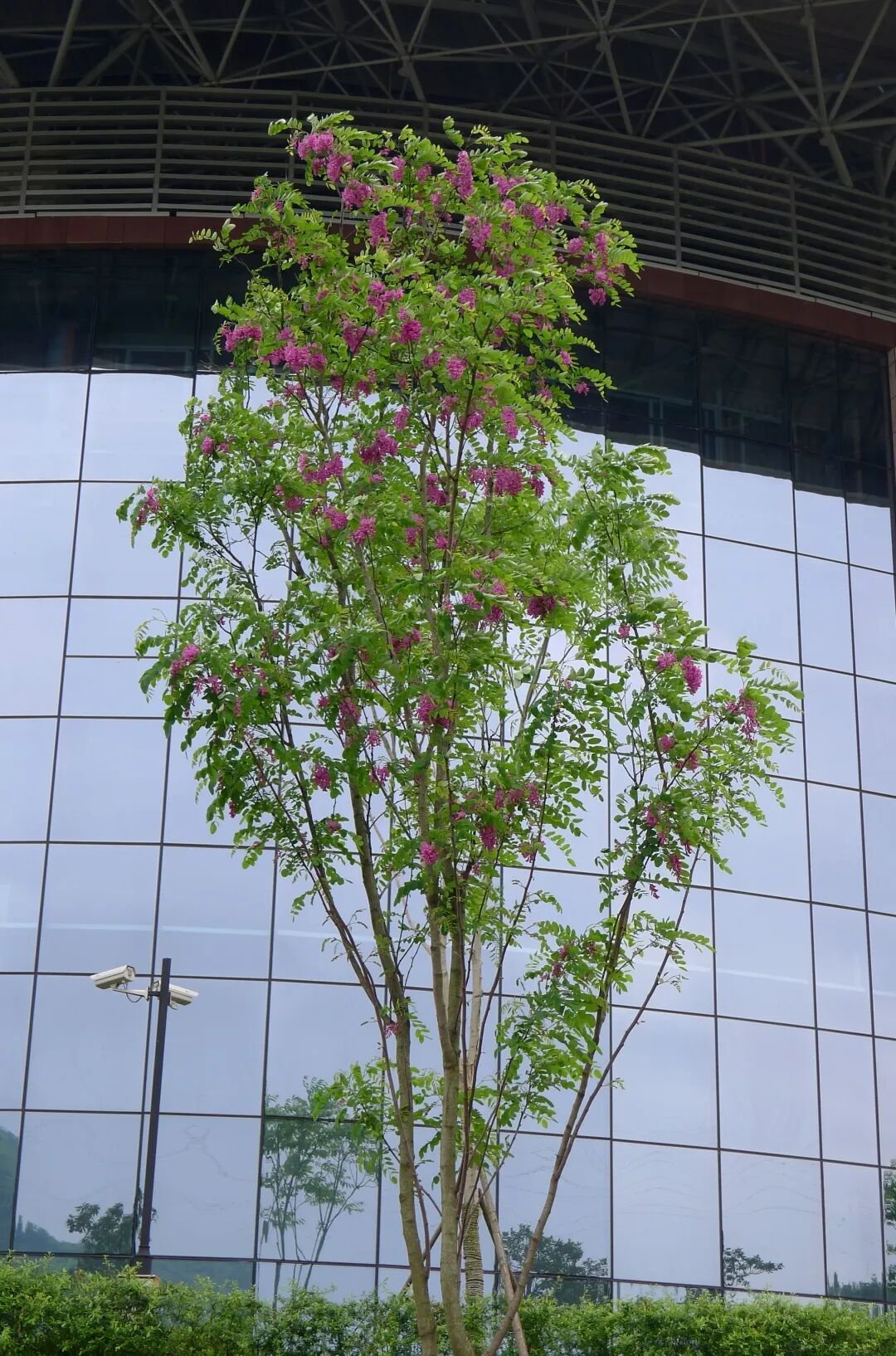 三明市城市园林绿化管理条例 龙爪槐 香花槐_香花槐栽植技术