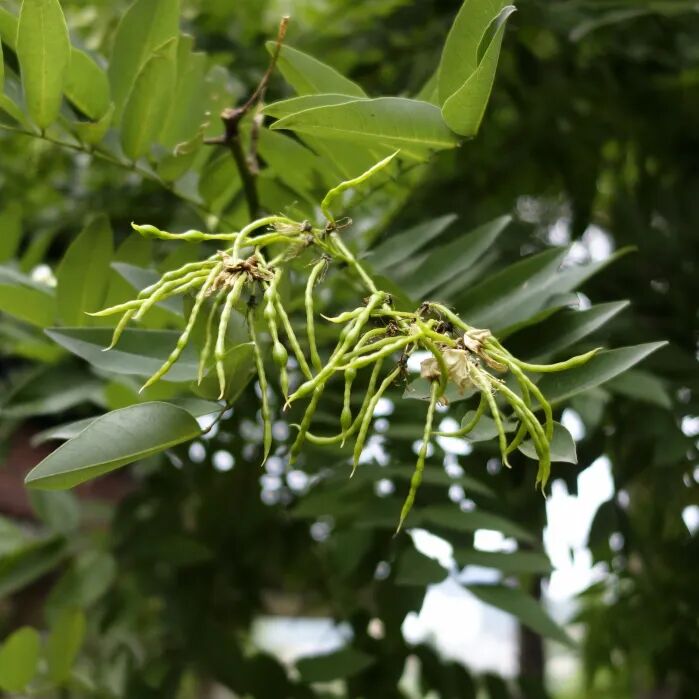 三明市城市园林绿化管理条例 龙爪槐 香花槐_香花槐栽植技术