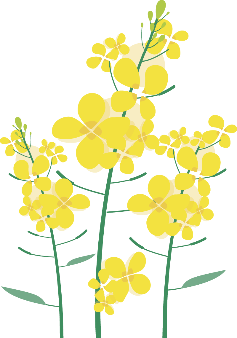 三明市城市园林绿化管理条例 龙爪槐 香花槐_香花槐栽植技术