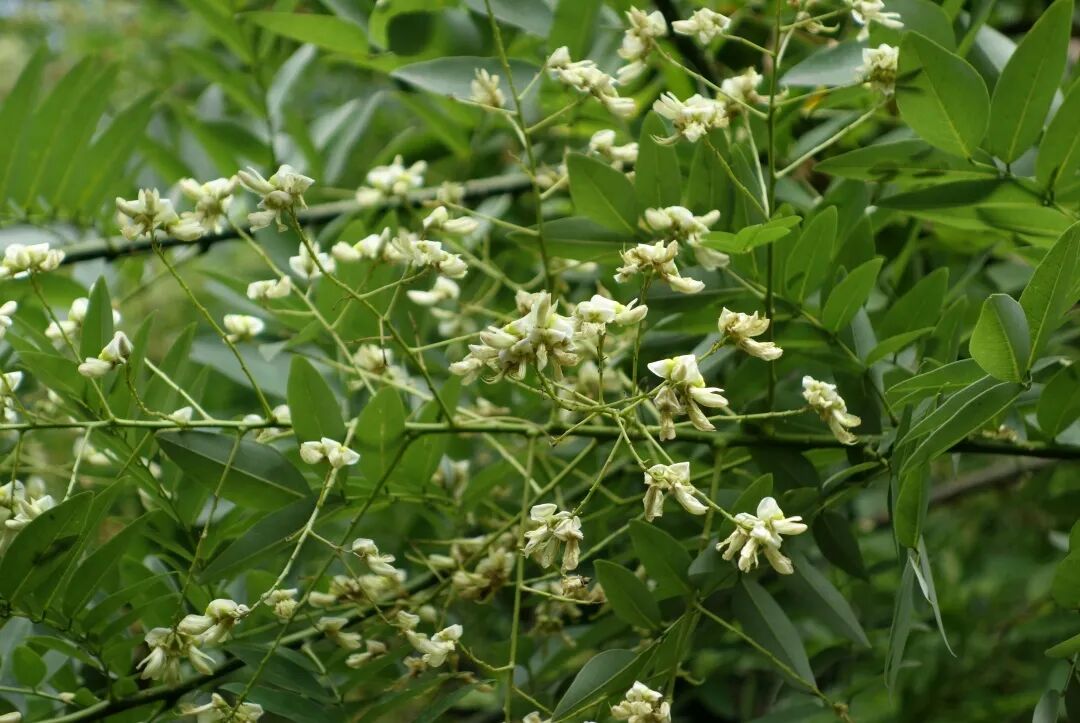 香花槐栽植技术_三明市城市园林绿化管理条例 龙爪槐 香花槐