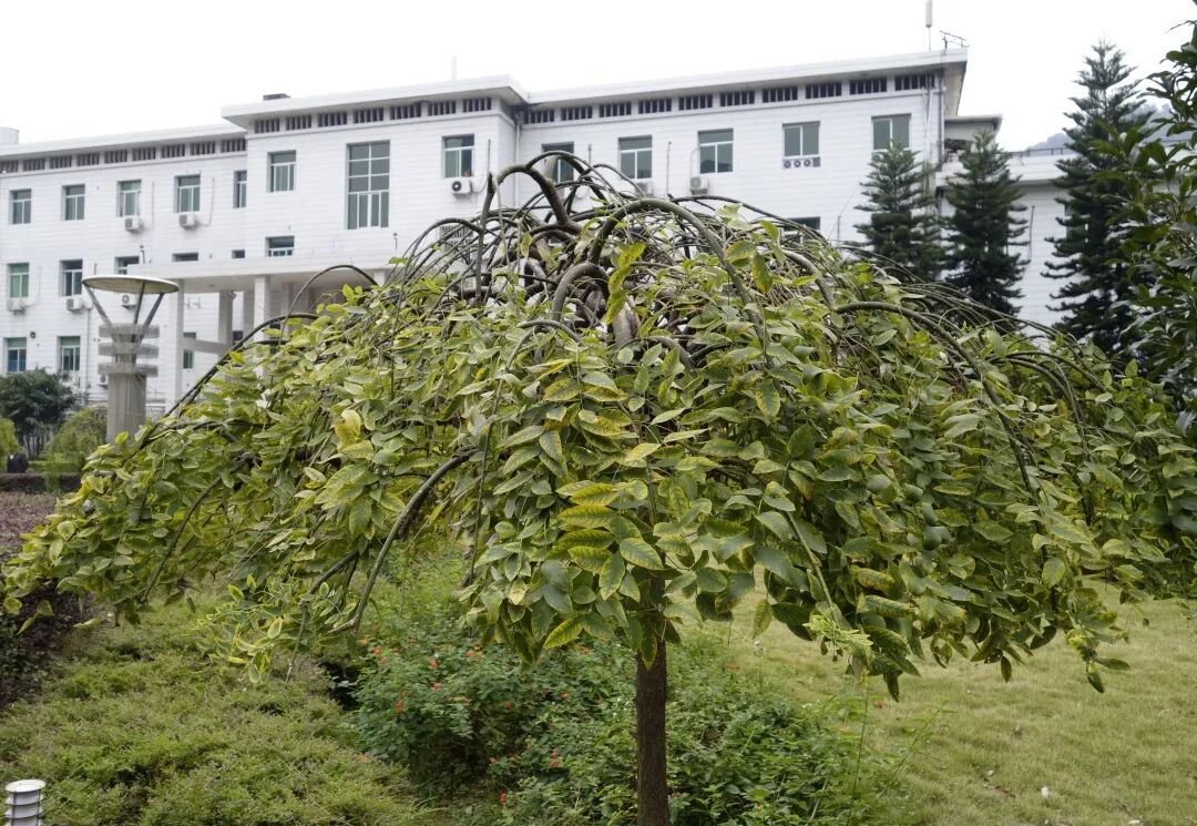 香花槐栽植技术_三明市城市园林绿化管理条例 龙爪槐 香花槐