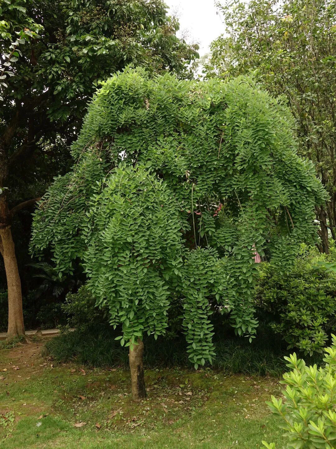 三明市城市园林绿化管理条例 龙爪槐 香花槐_香花槐栽植技术
