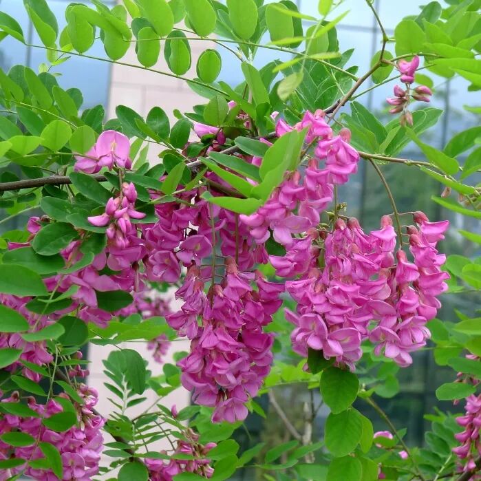 三明市城市园林绿化管理条例 龙爪槐 香花槐_香花槐栽植技术
