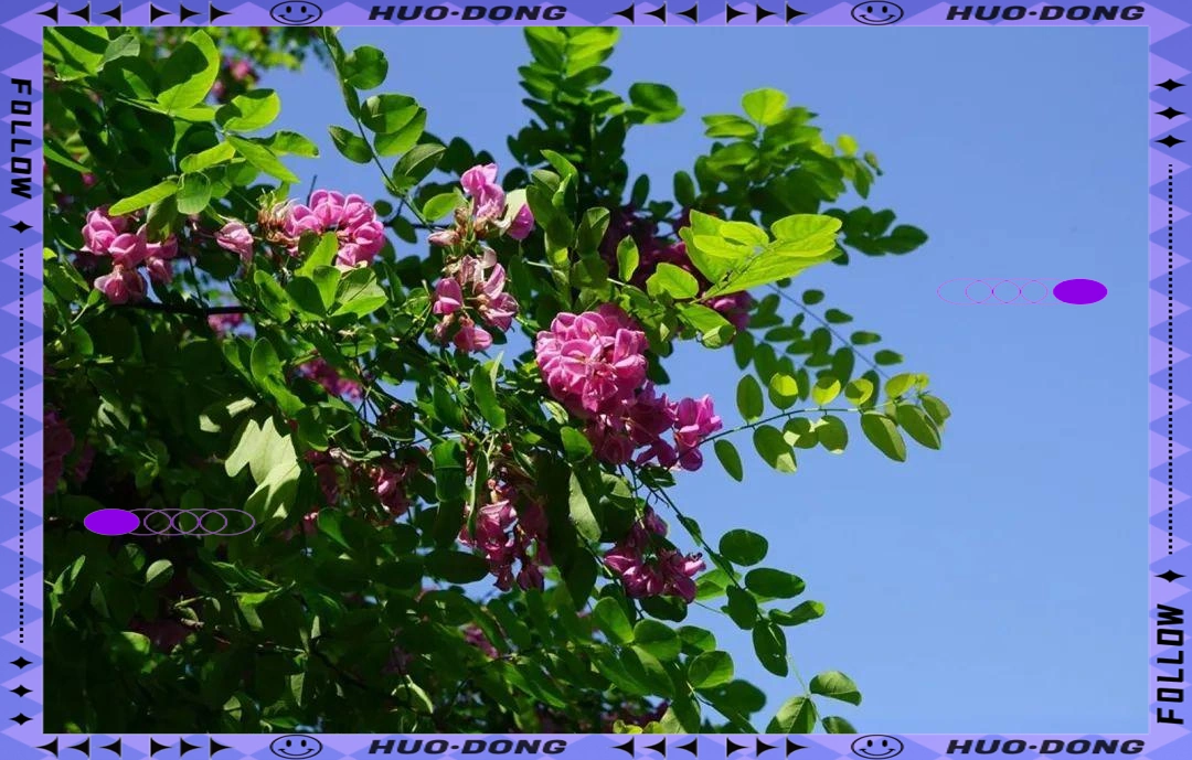 香花槐与红花刺槐：特性与区别全面解析