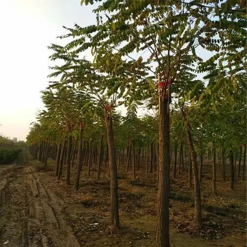 香花槐生长环境与适应能力_香花槐形态特征与区别_香花槐栽植技术