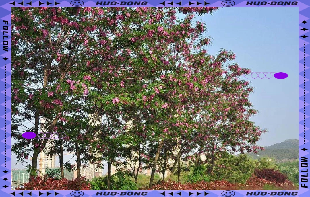 香花槐栽植技术_香花槐形态特征与区别_香花槐生长环境与适应能力