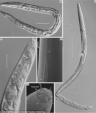 北极4万年古生物正在苏醒_冰河时代标本勘测方法_远古冰冻线虫复活
