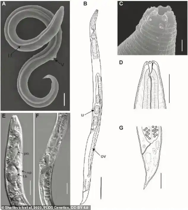 西伯利亚冻土中沉睡4.6万年的生物，被科学家复苏了