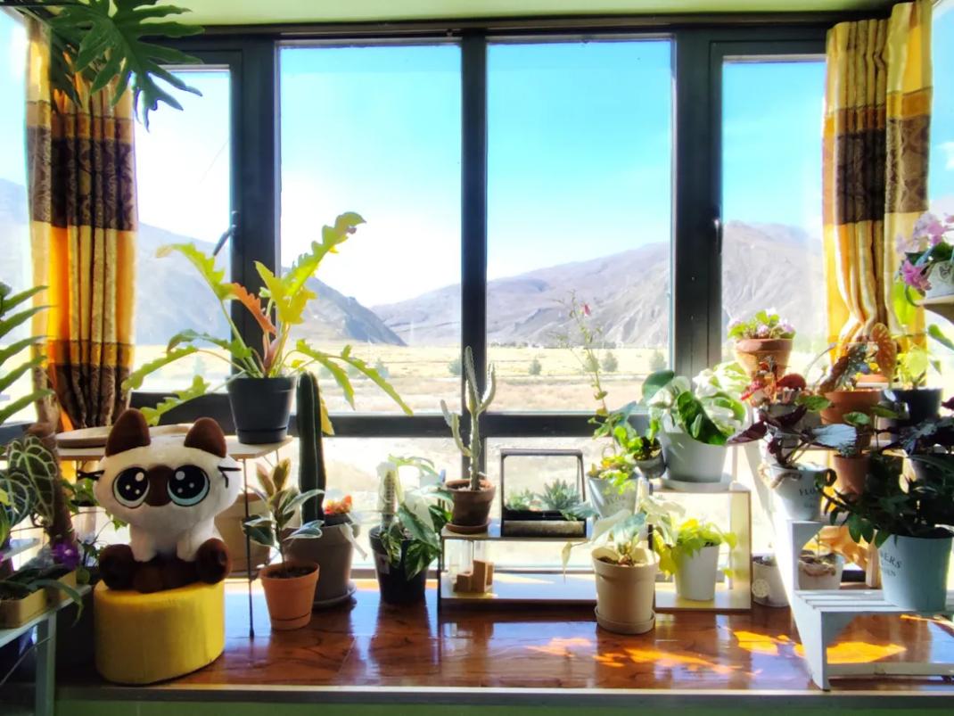 拼多多电商西进 西藏网购生活体验 拼多多中转集运模式_拼多多全网最低自助下单平台