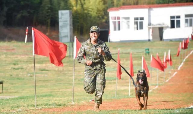 退役军犬福利_北京免费领养宠物狗_军犬领养条件