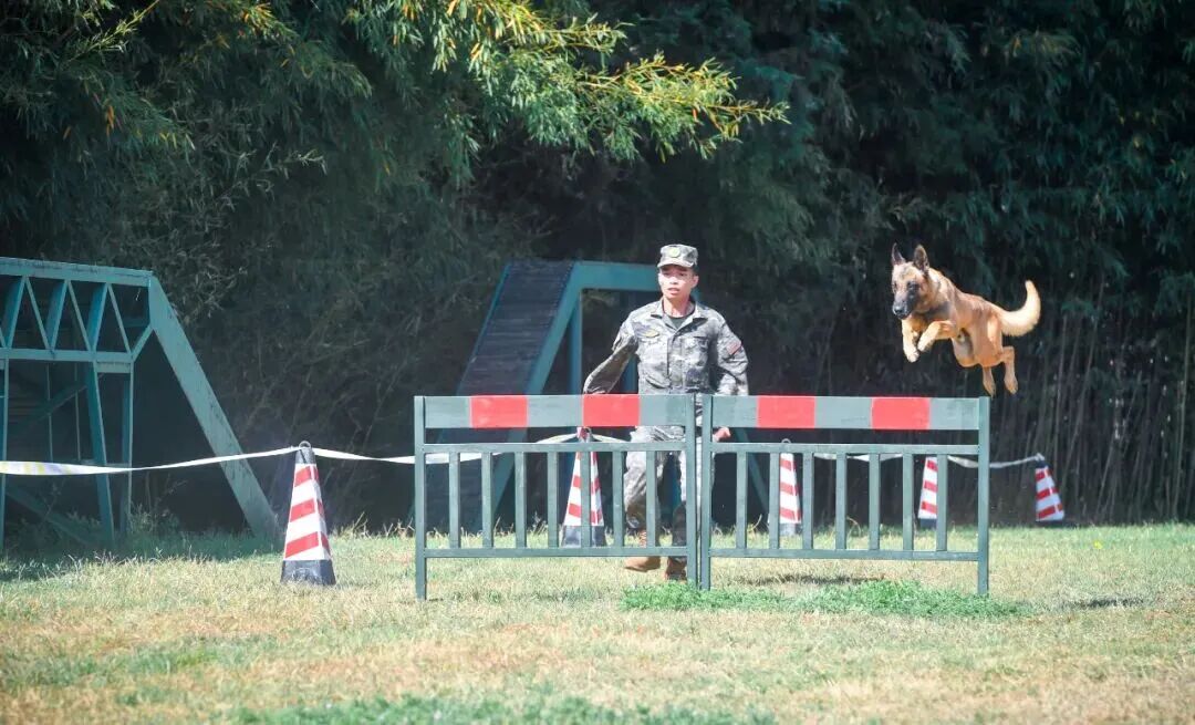 退役军犬免费领养_北京免费领养宠物狗_北京南京广州乌鲁木齐呼和浩特退役犬领养