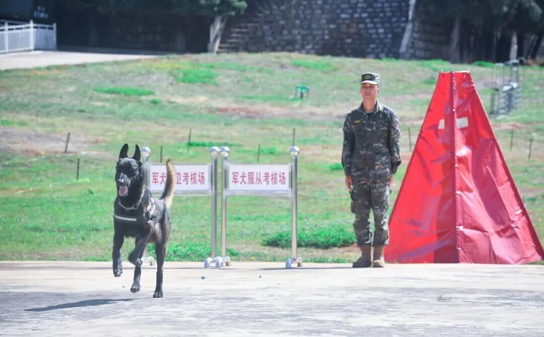 北京免费领养宠物狗_北京南京广州乌鲁木齐呼和浩特退役犬领养_退役军犬免费领养