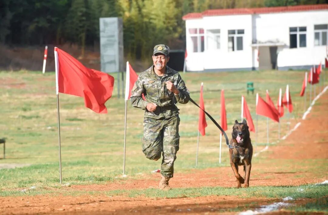 北京免费领养宠物狗_北京南京广州乌鲁木齐呼和浩特退役犬领养_退役军犬免费领养