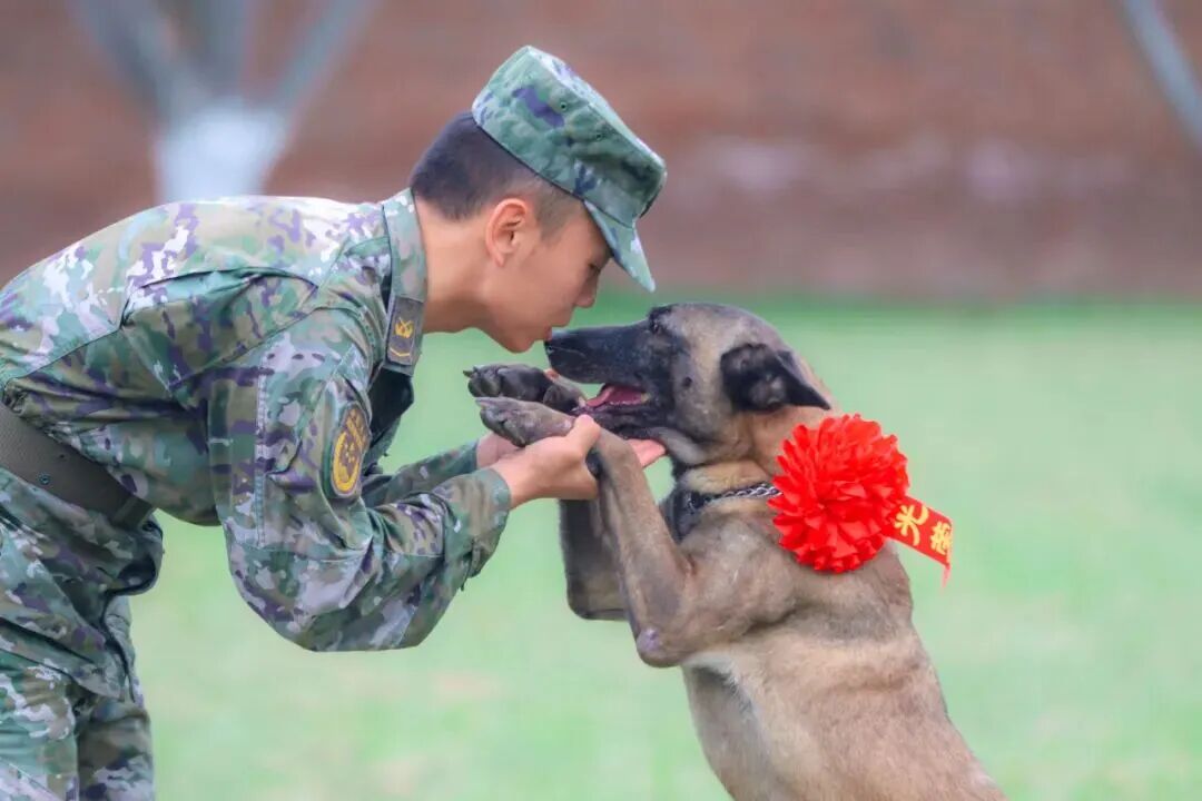 北京免费领养宠物狗_退役军犬免费领养_北京南京广州乌鲁木齐呼和浩特退役犬领养