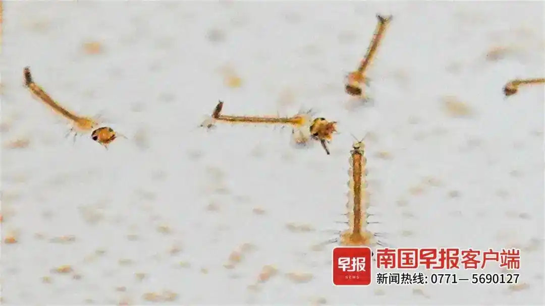 今年广西蚊子少吗_现在只剩南极没蚊子了_广西蚊子数量监测方法
