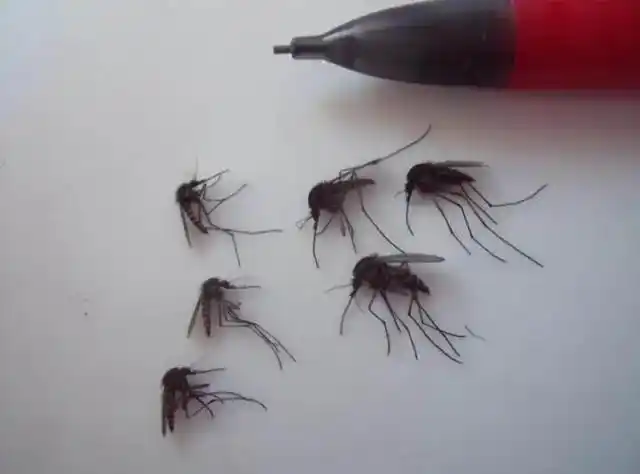 冰岛没有蚊子的原因_现在只剩南极没蚊子了_冰岛唯一没有蚊子的国家