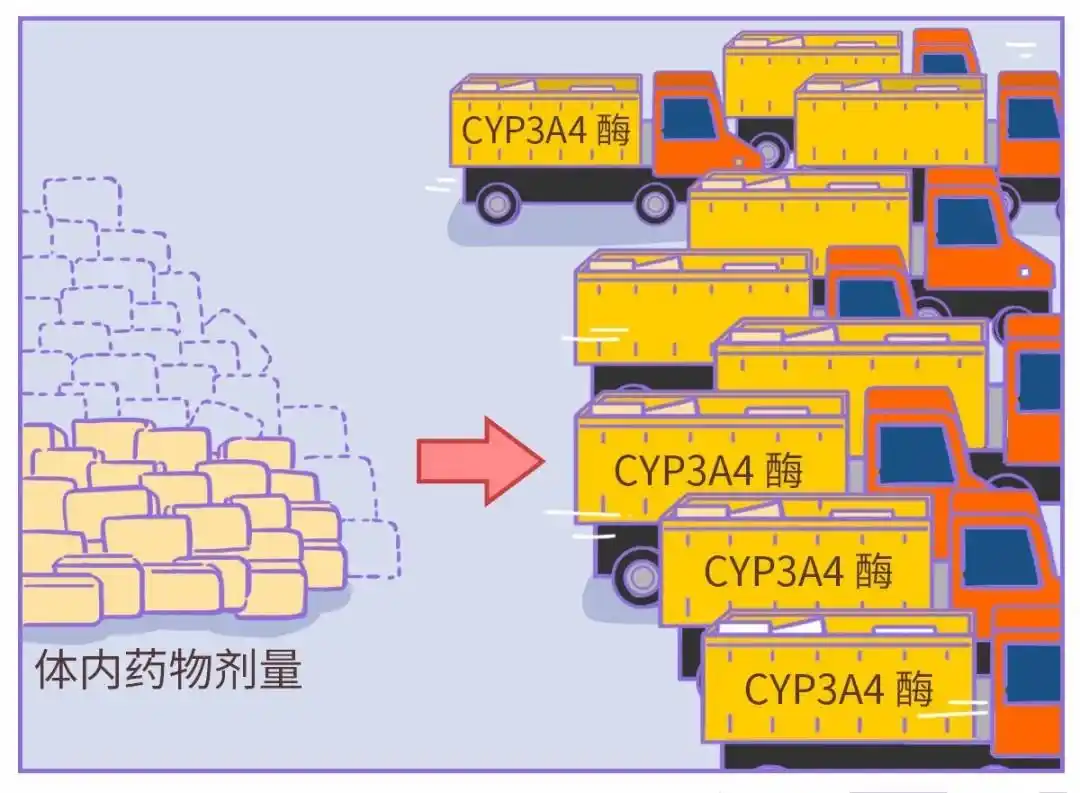 如果你在吃药，就最好别吃这种水果