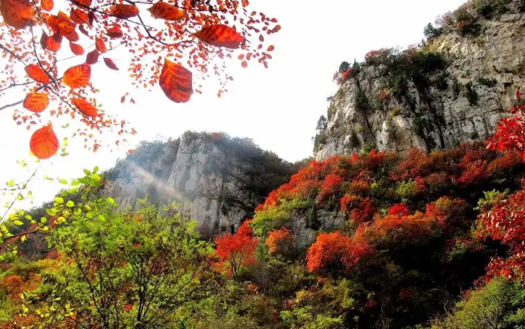 博山红叶最佳时间_这些赏红叶的“出片宝地”藏不住了_博山红叶观赏地点
