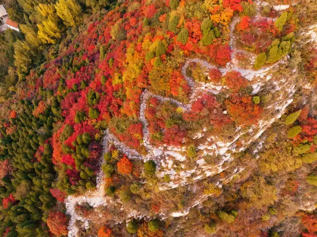 博山红叶最佳时间_这些赏红叶的“出片宝地”藏不住了_博山红叶观赏地点