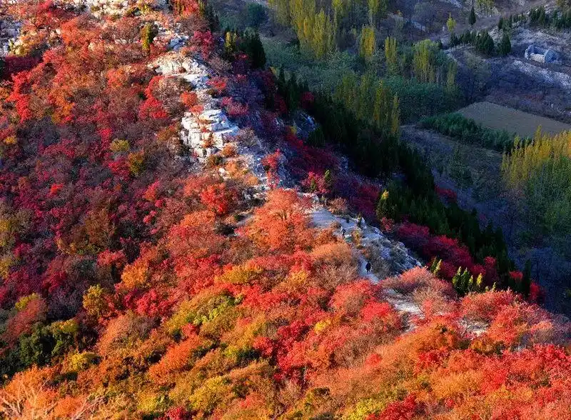 博山红叶观赏地点_这些赏红叶的“出片宝地”藏不住了_博山红叶最佳时间