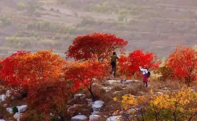 博山红叶最佳时间_博山红叶观赏地点_这些赏红叶的“出片宝地”藏不住了