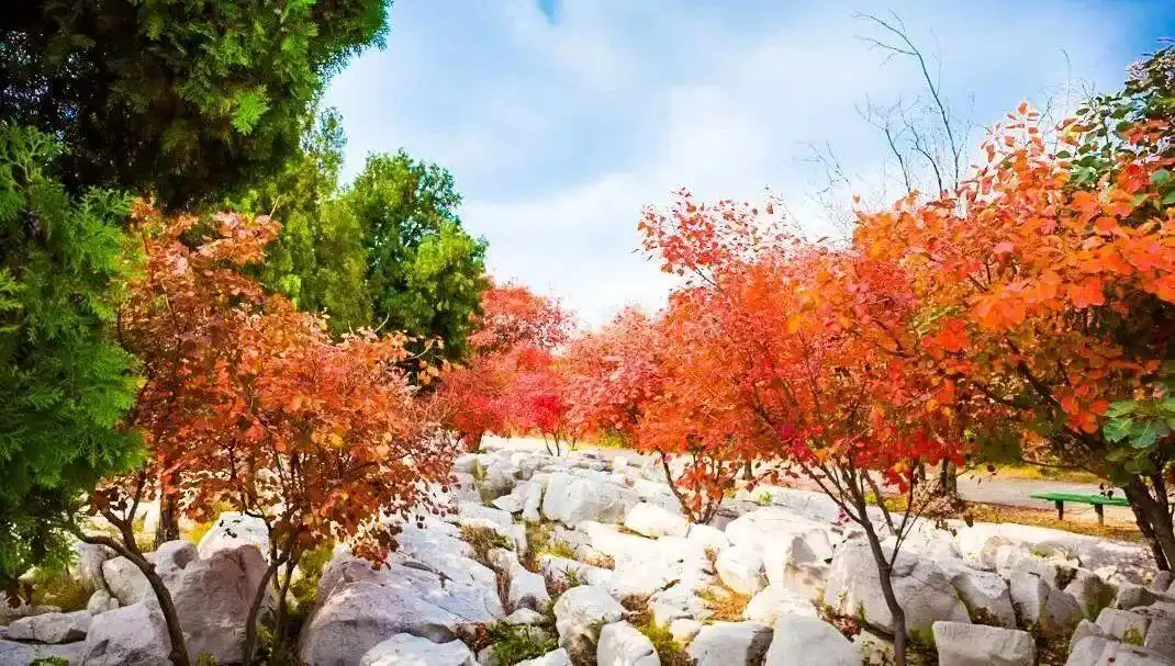 这些赏红叶的“出片宝地”藏不住了_博山红叶最佳时间_博山红叶观赏地点