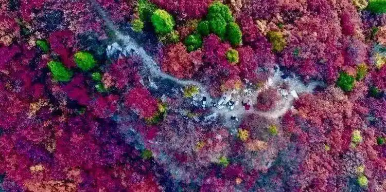 这些赏红叶的“出片宝地”藏不住了_博山红叶观赏地点_博山红叶最佳时间