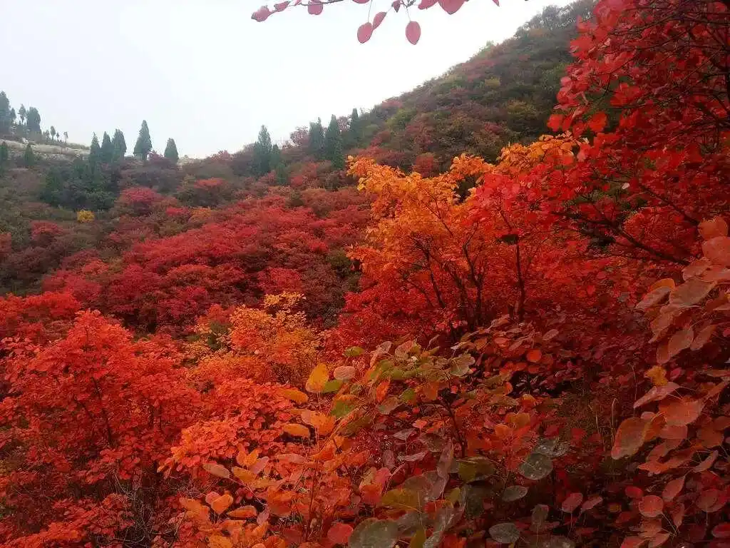 这些赏红叶的“出片宝地”藏不住了_博山红叶最佳时间_博山红叶观赏地点