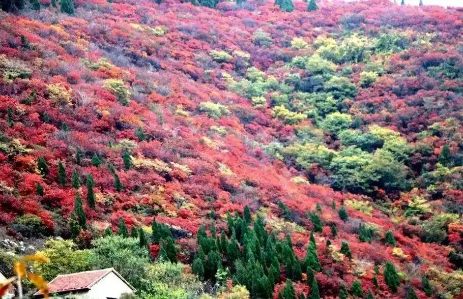 这些赏红叶的“出片宝地”藏不住了_博山红叶观赏地点_博山红叶最佳时间