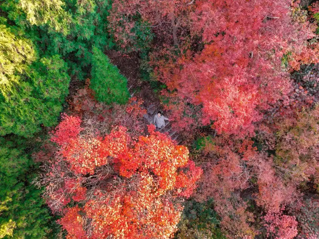 博山红叶观赏地点_博山红叶最佳时间_这些赏红叶的“出片宝地”藏不住了