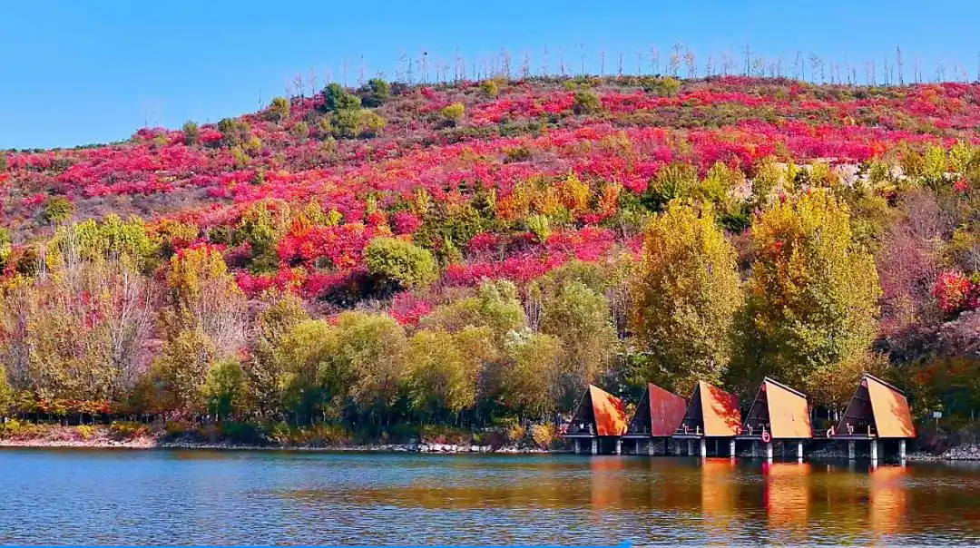博山红叶最佳时间_这些赏红叶的“出片宝地”藏不住了_博山红叶观赏地点