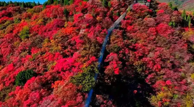 博山红叶观赏地点_博山红叶最佳时间_这些赏红叶的“出片宝地”藏不住了