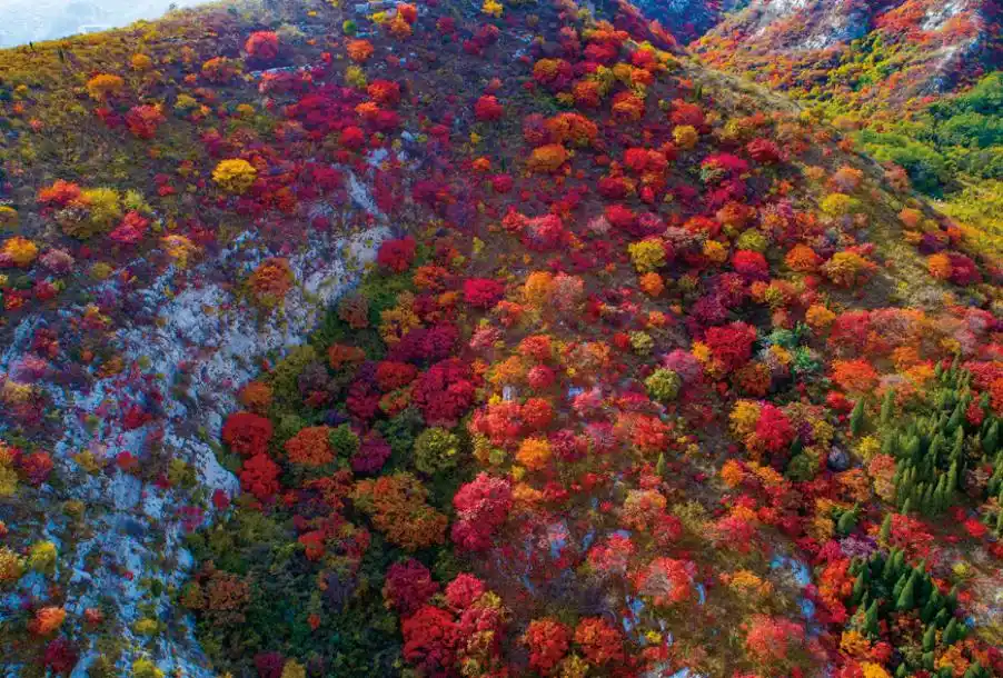 博山红叶观赏地点_博山红叶最佳时间_这些赏红叶的“出片宝地”藏不住了