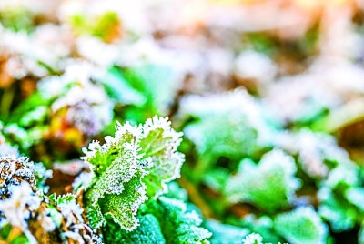 小雪诗意描写_小雪节气习俗_为何说“冬藏”从霜降开始