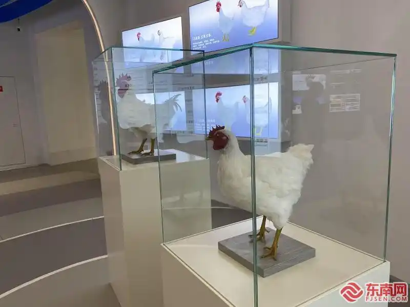 何以中国｜吃鸡也被卡脖子？看圣农白羽肉鸡“突围记”