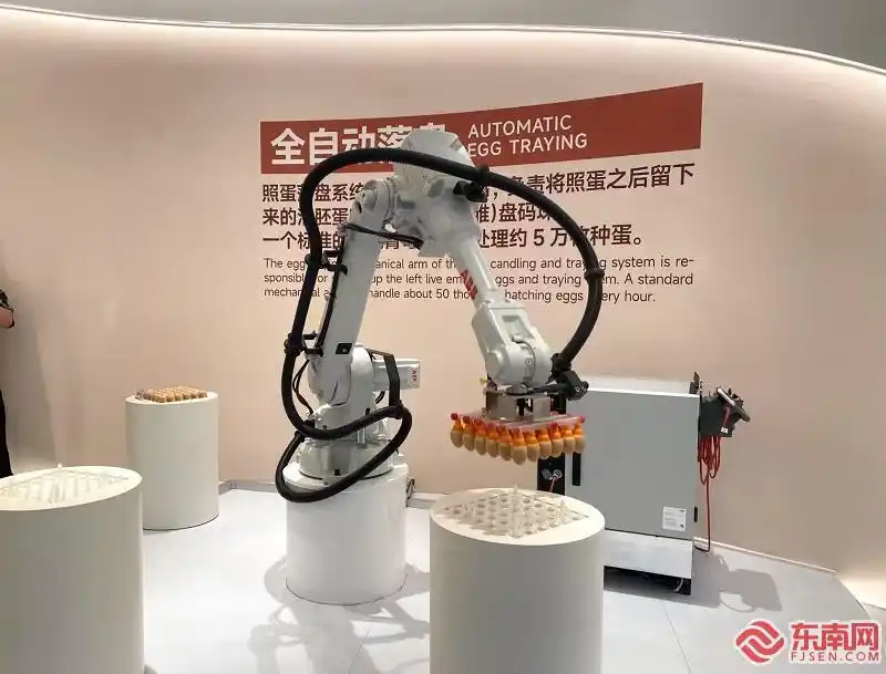 中国每年吃掉约70亿只白羽肉鸡_圣农白羽肉鸡育种_圣农901肉鸡品种