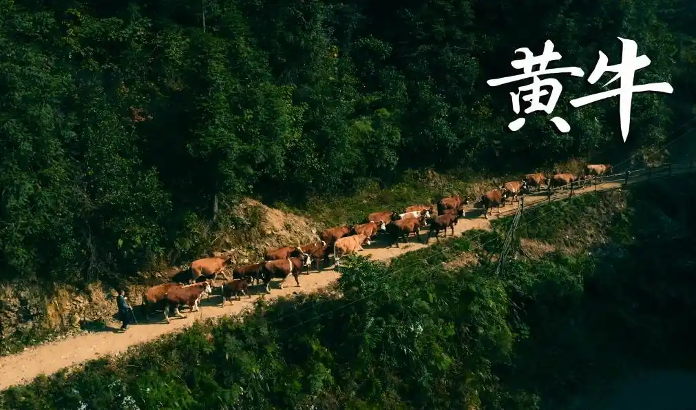 贵州晒秋活动_贵州丰收景象_丰收时节感悟总书记的“三农”情怀