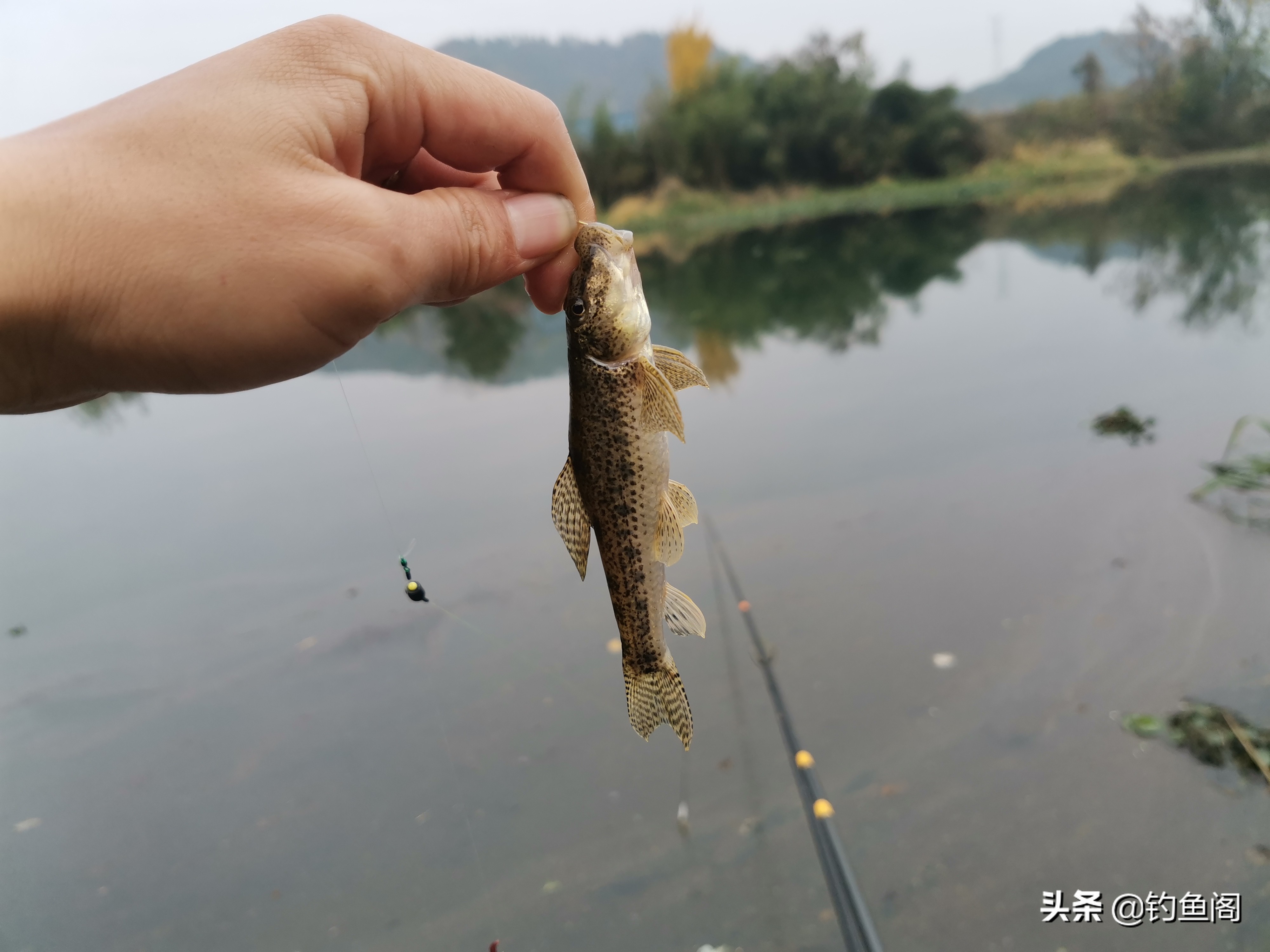 钓鱼人最讨厌的鱼排名!罗非名声最臭,鲤鱼居然也上榜 钓鱼人最讨厌的鱼排名!罗非名声最臭,鲤鱼居然也上榜