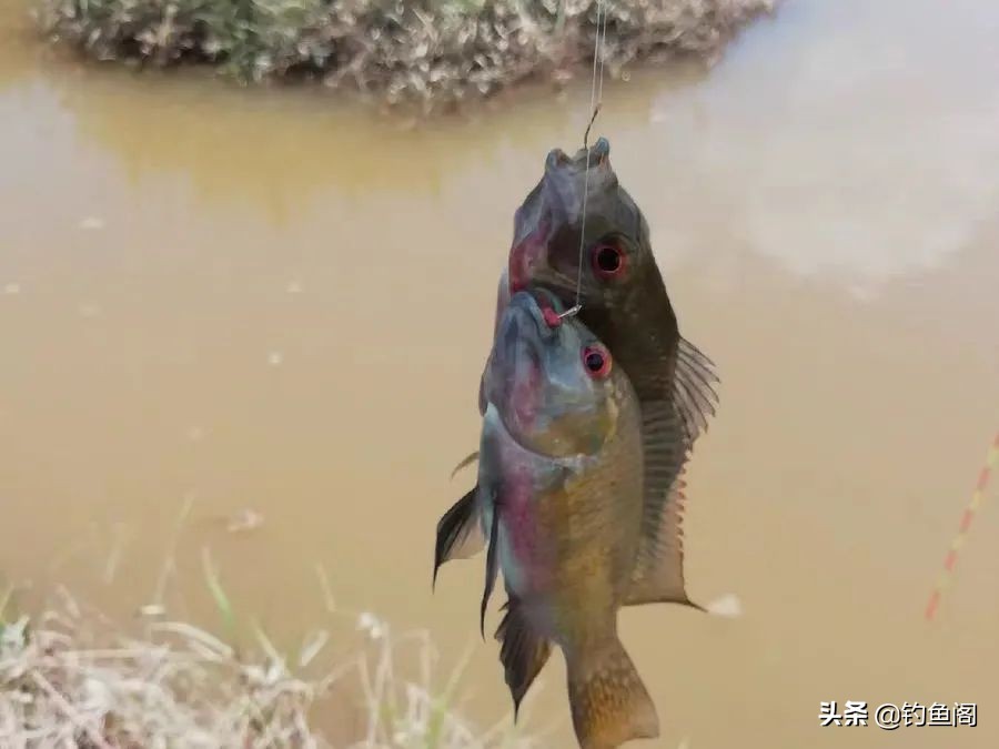 钓鱼鱼_钓鱼人讨厌的鱼_最烦人的鱼种