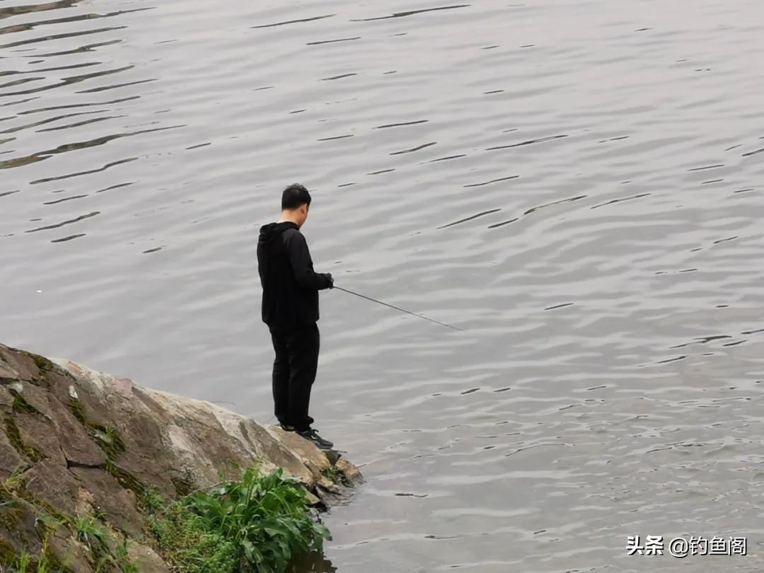 钓鱼鱼_黑鱼口感评价_最好吃的鱼