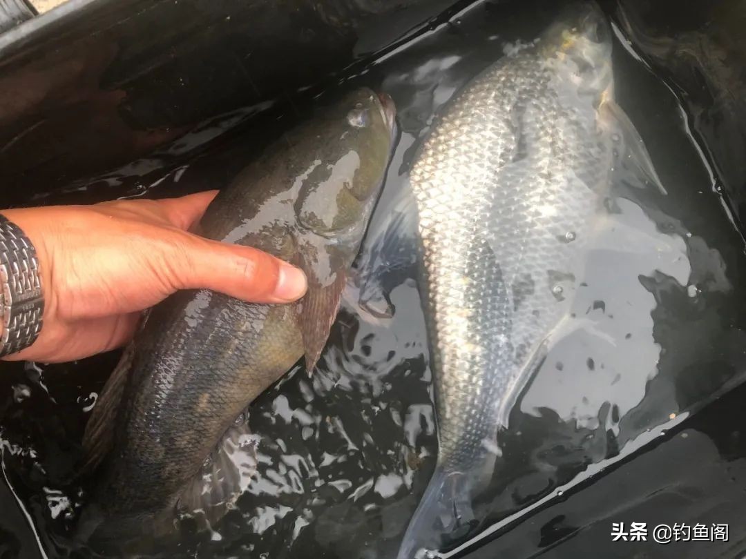 钓鱼鱼_黑鱼口感评价_最好吃的鱼